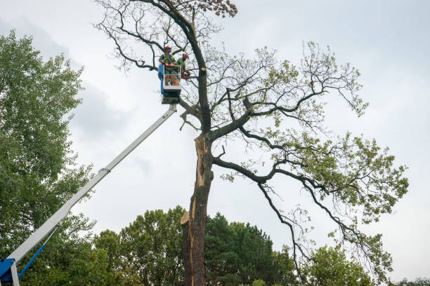 How Our Tree Care Process Works  in  Dexter, OR